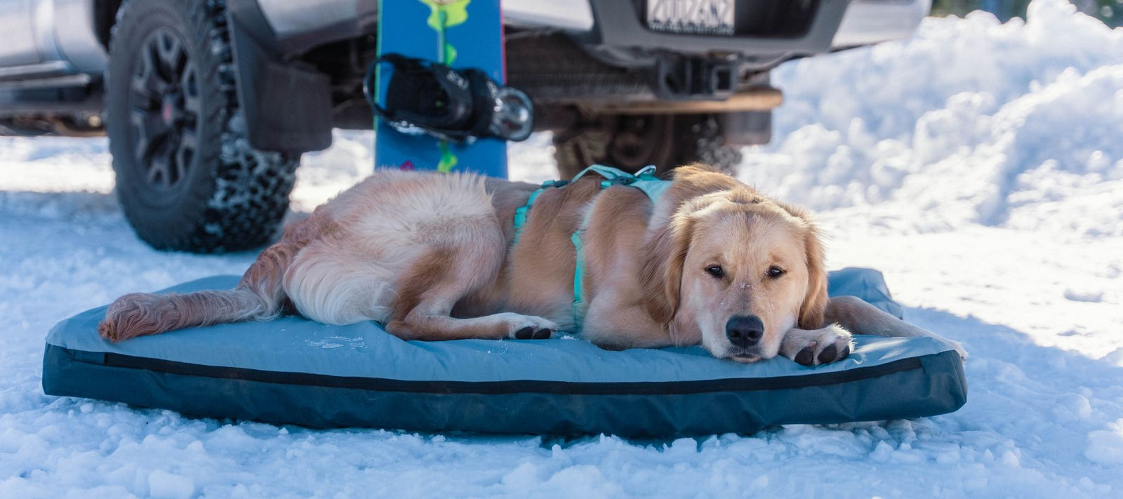 dog laying on HEST dog bed 