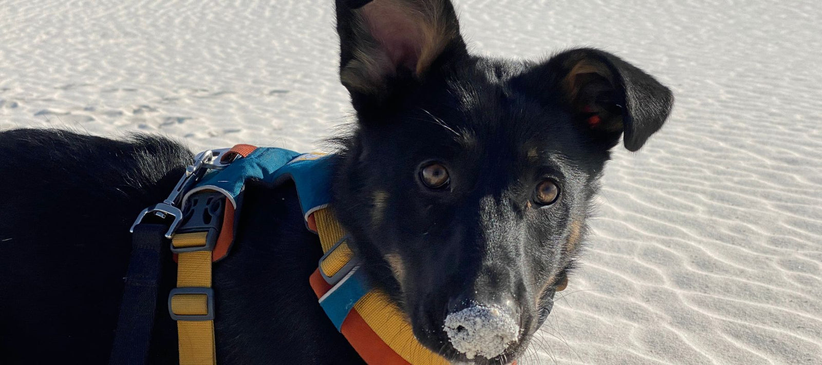cute dog with sand on it's nose and one ear down
