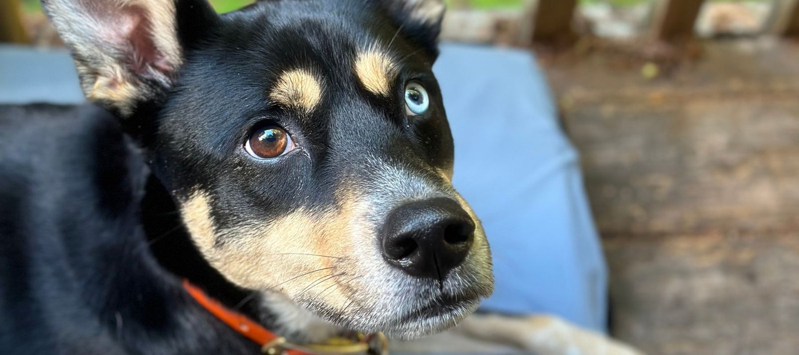aussie mix laying on a hest dog bed 