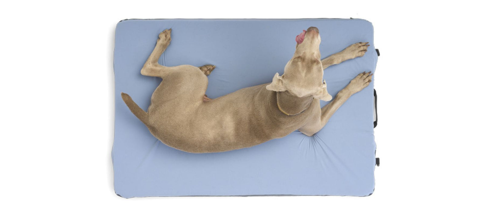 picture of dog on HEST Dog Bed