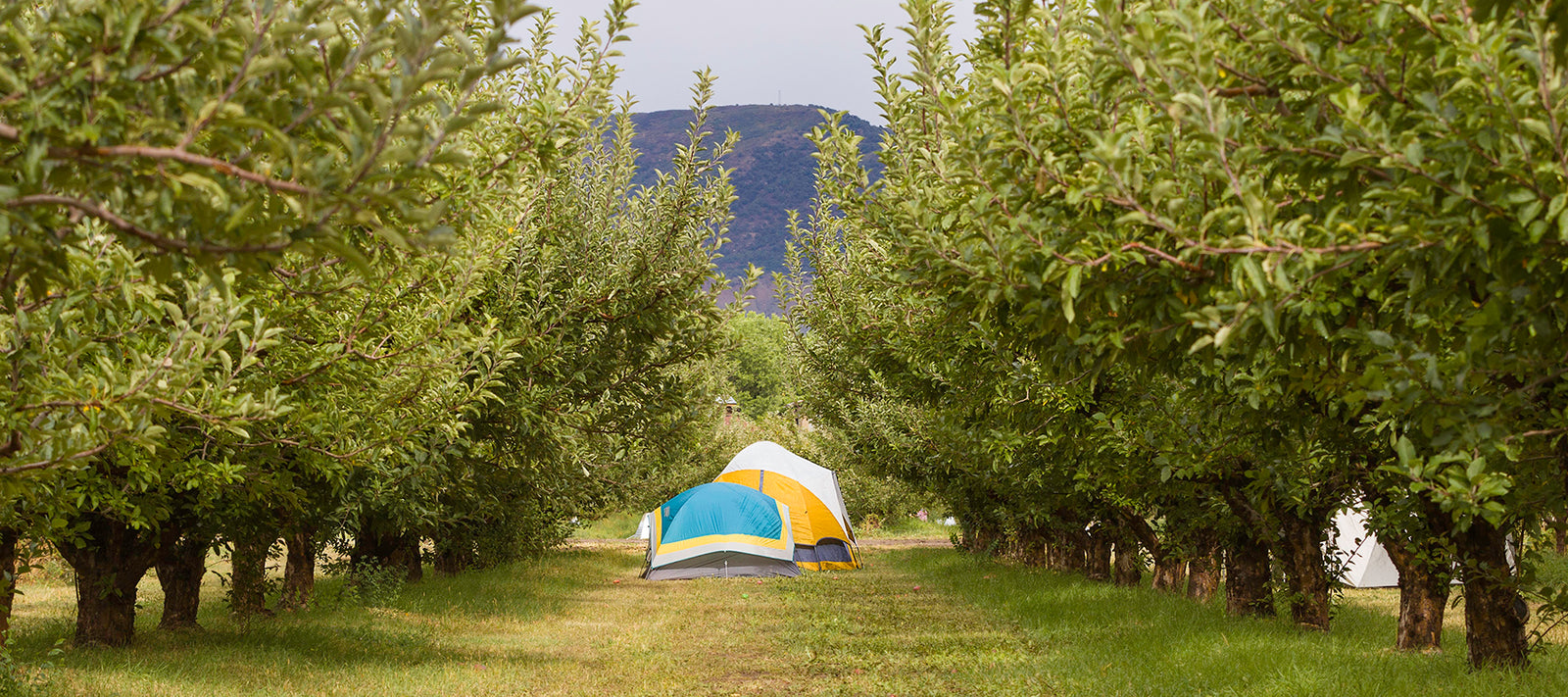 Guide to HESTIVAL 2022